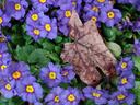 Thumbnail of: Maple leaf in flower bed