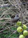 Thumbnail of: Bird from my bedroom window