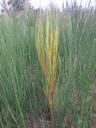 Thumbnail of: Colourful broom