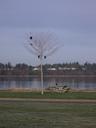 Thumbnail of: Crows in tree at Centennial Park