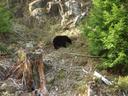 Thumbnail of: A small black bear along the Pacific Rim Highway