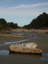 Thumbnail of: A log on Long Beach in the morning