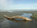 Thumbnail of: A log on Long Beach in the morning