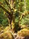 Thumbnail of: Mossy Tree