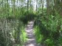Thumbnail of: Trail in Deas Island park