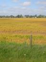 Thumbnail of: Fields along Hwy 17, Delta