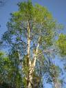 Thumbnail of: Tree