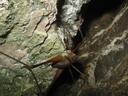 Thumbnail of: Insect in a crack in the manganese mine